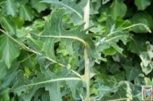 lactuca virosa seeds